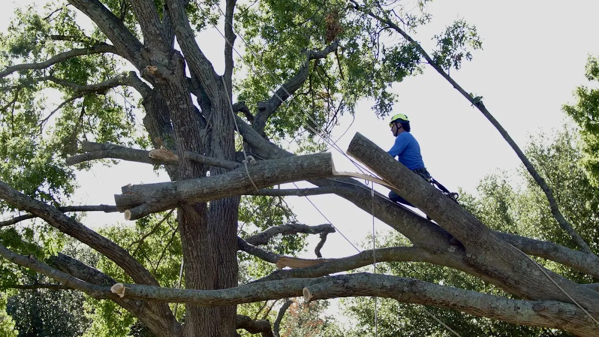 Professional Crown Thinning performed by certified arborists in Shell Knob