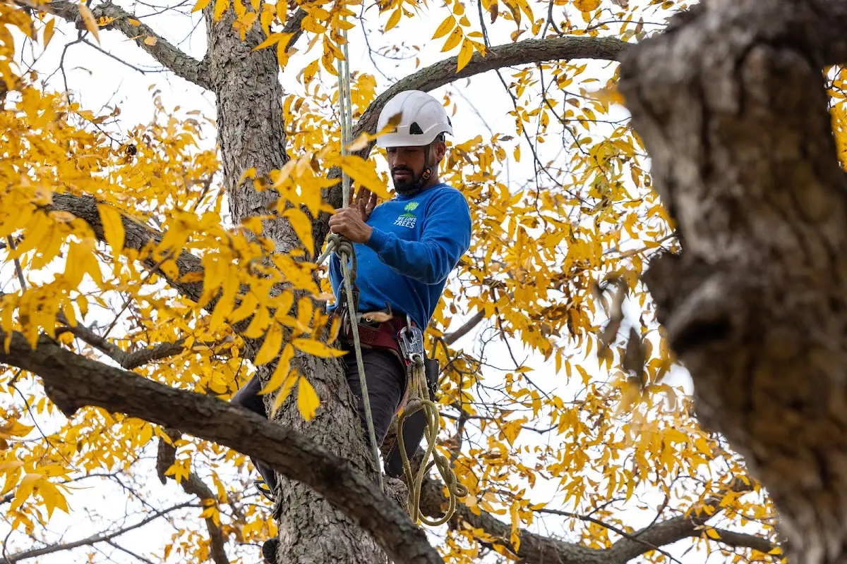 Skilled Tree Pruning crew working in Shell Knob